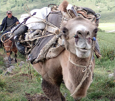 Articles by Lisa Ballard